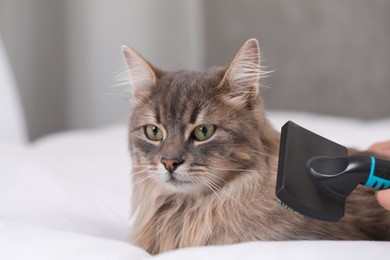 Photo of Woman brushing her cat on bed indoors, closeup