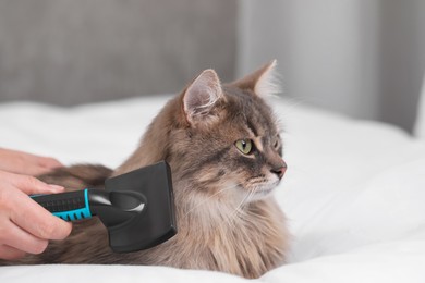 Photo of Woman brushing her cat on bed indoors, closeup