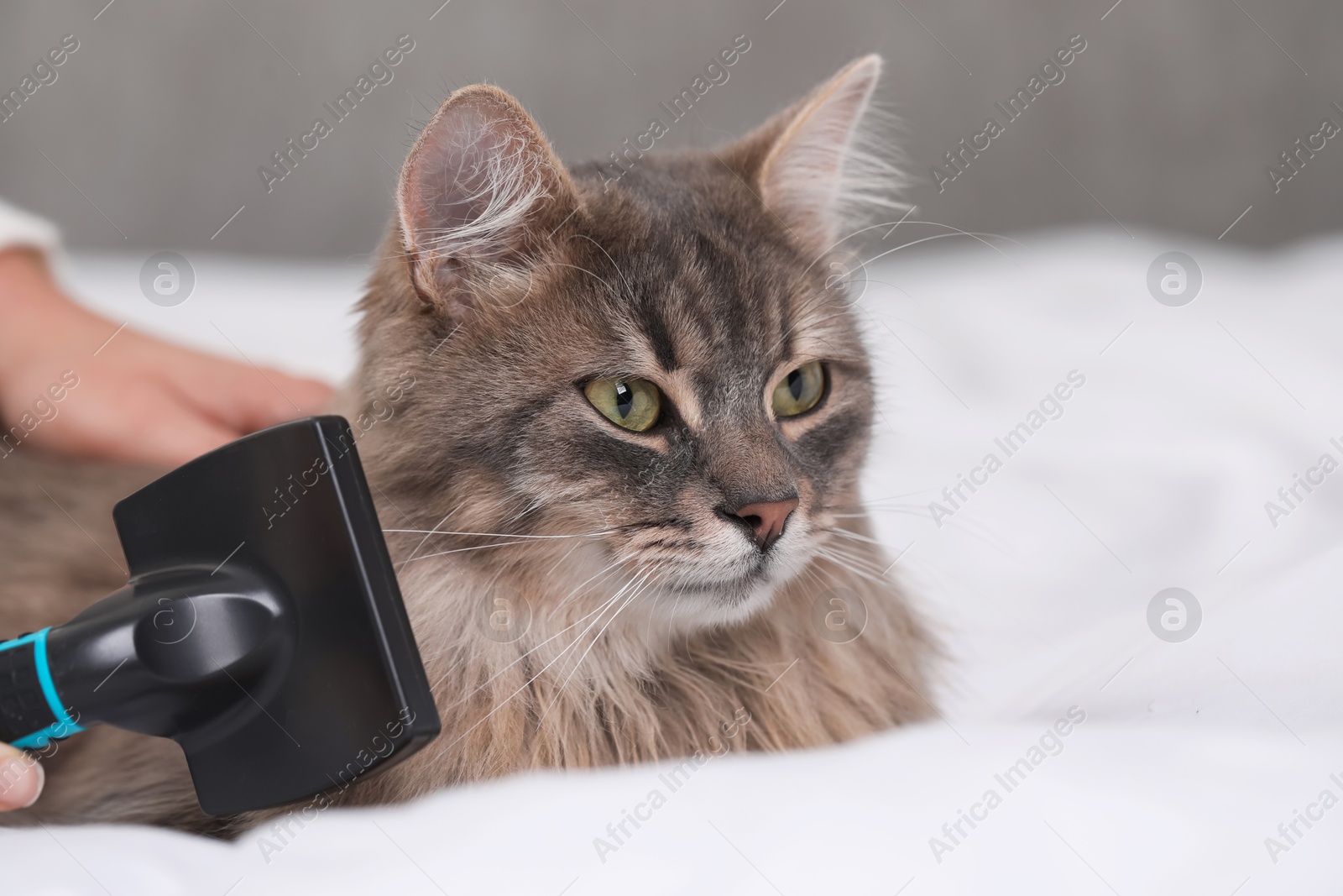 Photo of Woman brushing her cat on bed indoors, closeup