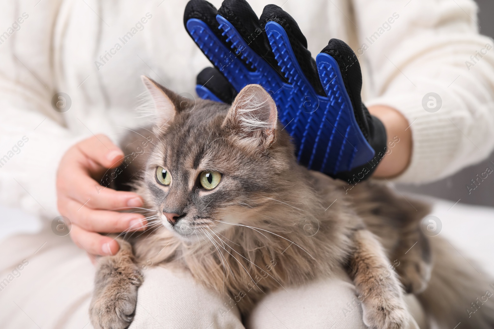 Photo of Woman brushing her cat with grooming glove indoors, closeup