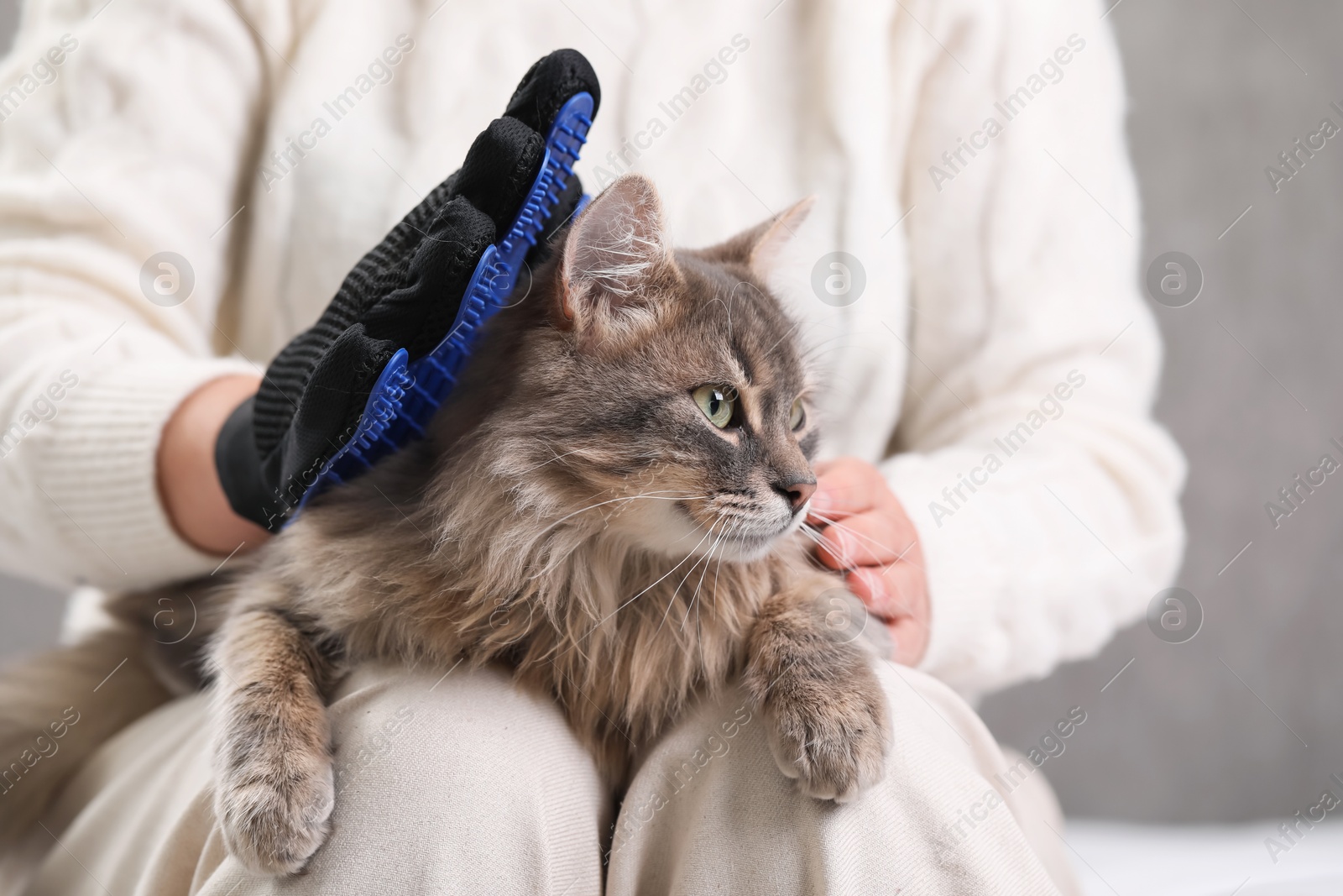 Photo of Woman brushing her cat with grooming glove indoors, closeup