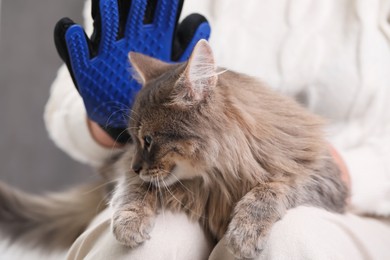 Photo of Woman brushing her cat with grooming glove indoors, closeup