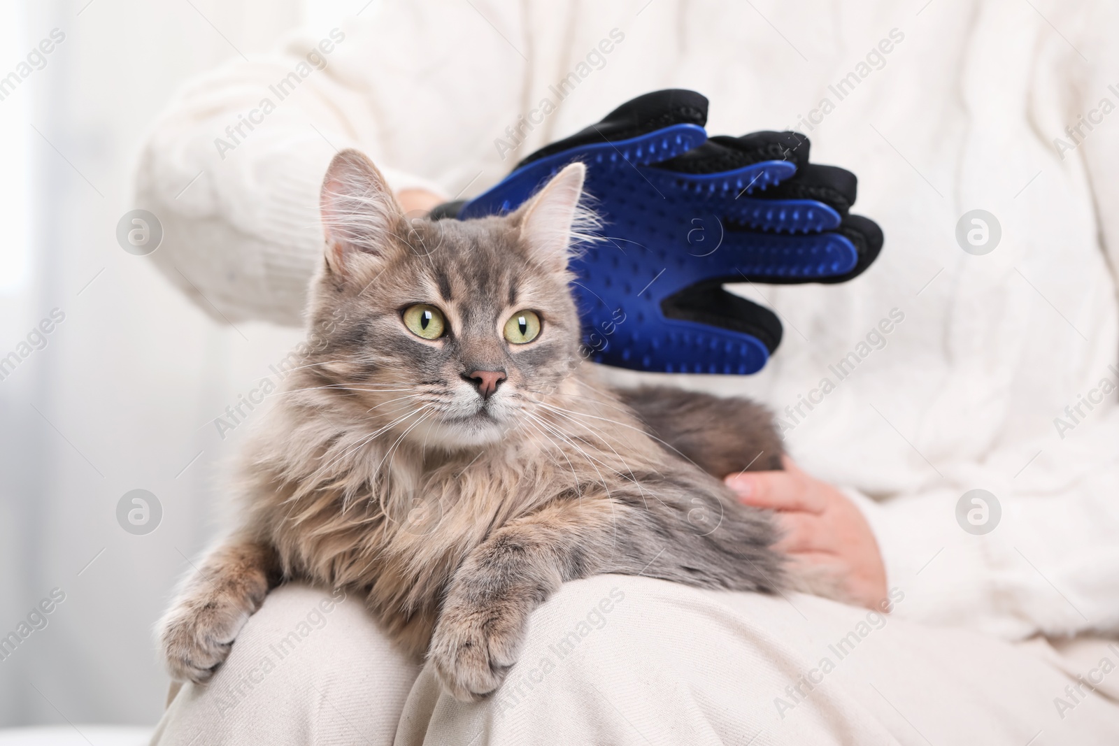 Photo of Woman brushing her cat with grooming glove indoors, closeup