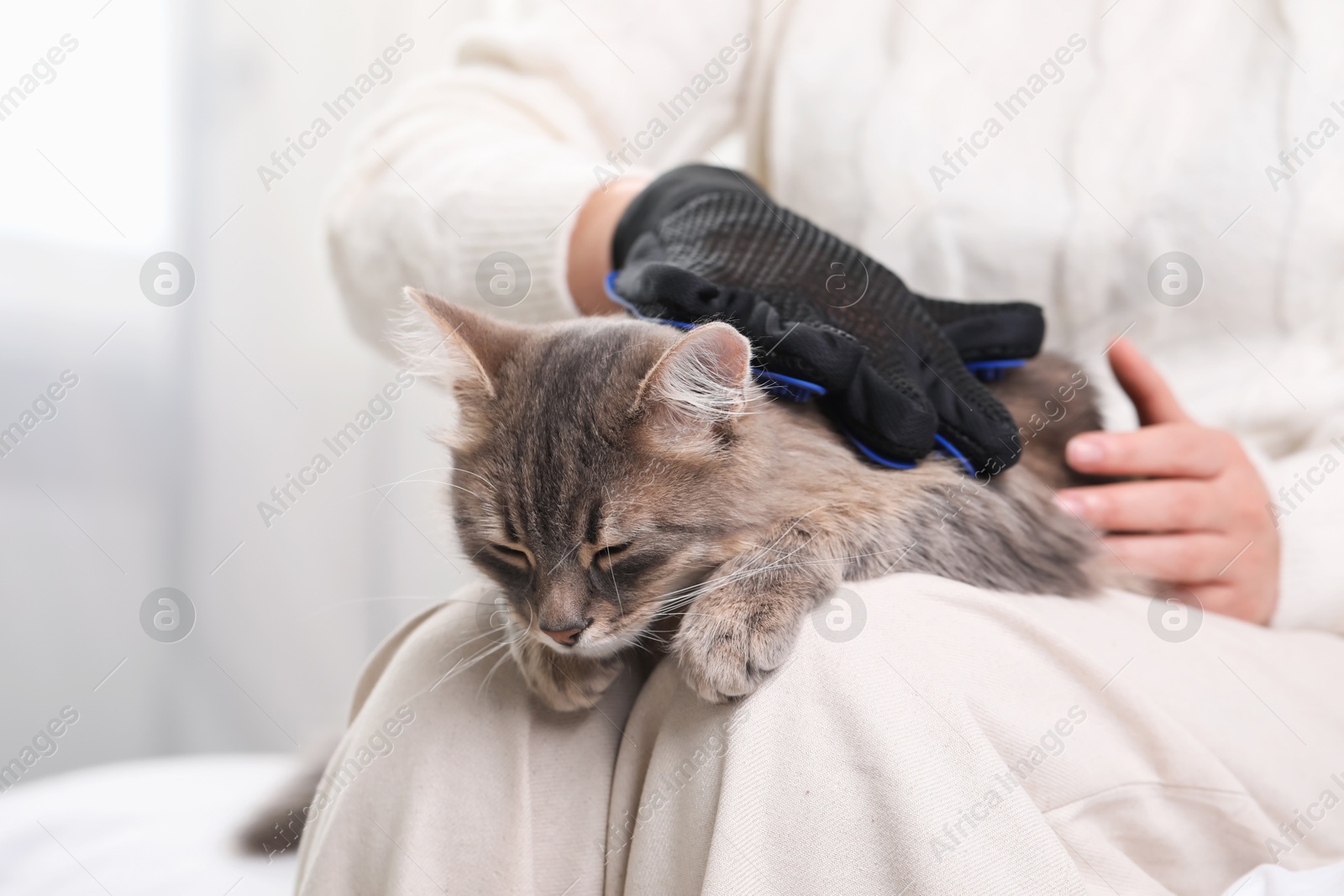 Photo of Woman brushing her cat with grooming glove indoors, closeup