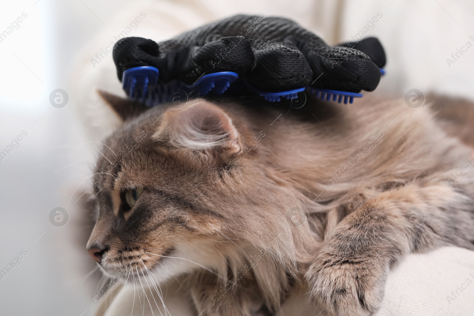 Photo of Woman brushing her cat with grooming glove indoors, closeup