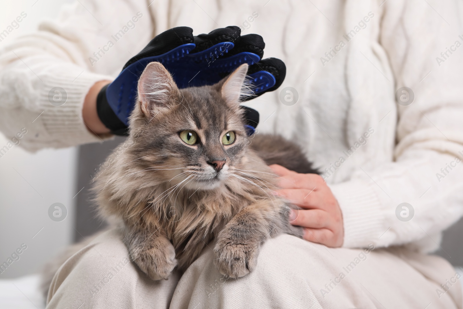 Photo of Woman brushing her cat with grooming glove indoors, closeup