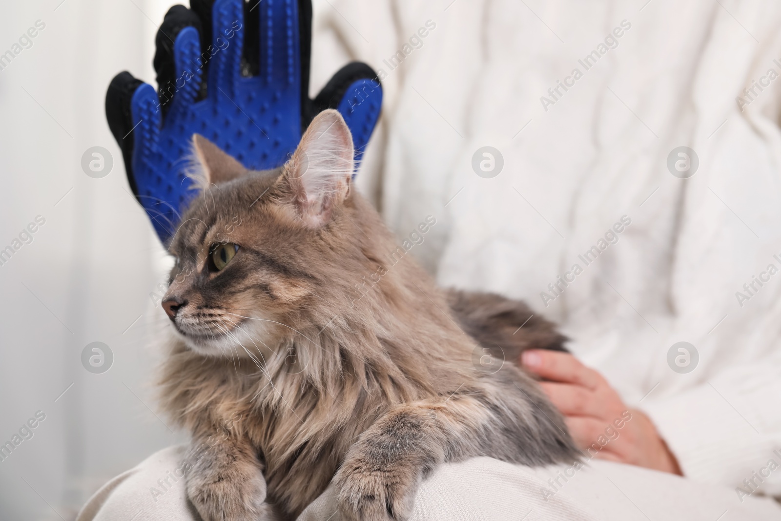 Photo of Woman brushing her cat with grooming glove indoors, closeup