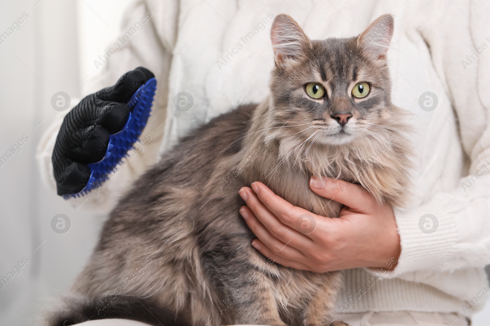 Photo of Woman brushing her cat with grooming glove indoors, closeup