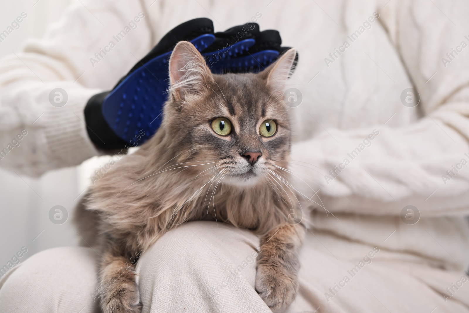 Photo of Woman brushing her cat with grooming glove indoors, closeup