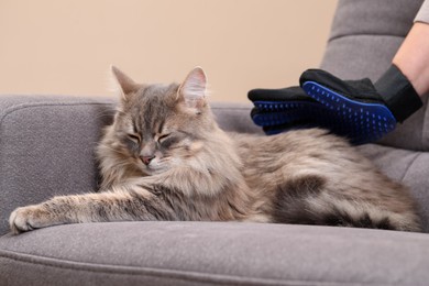 Photo of Woman brushing her cat with grooming glove on sofa indoors, closeup