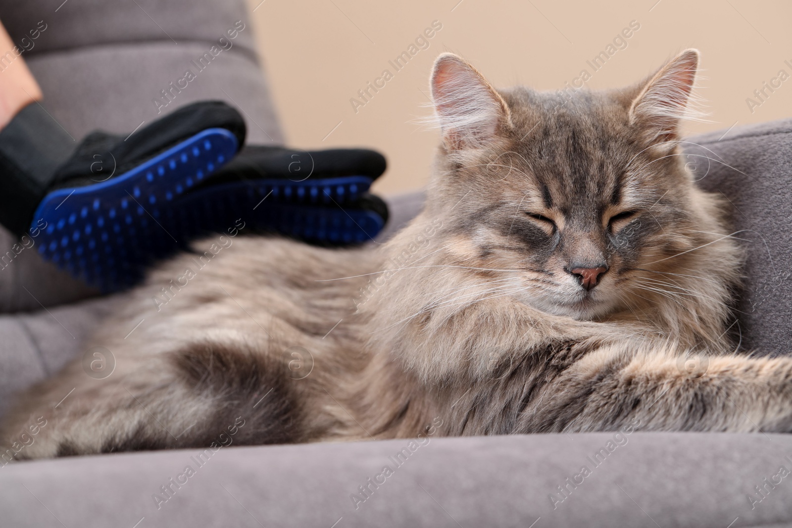 Photo of Woman brushing her cat with grooming glove on sofa indoors, closeup