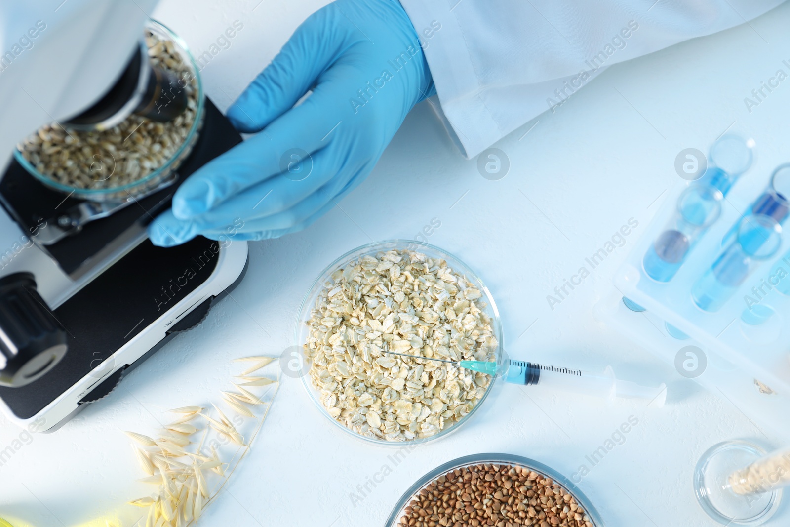 Photo of GMO concept. Scientist examining wheat grains under microscope in laboratory, top view