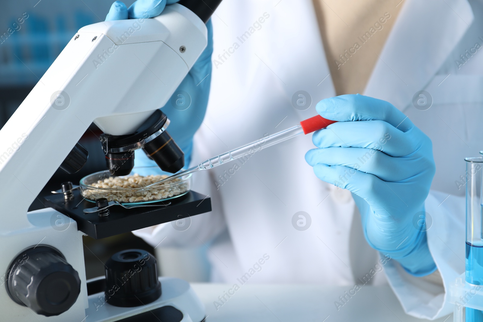 Photo of GMO concept. Scientist dripping something onto wheat grains under microscope in laboratory, closeup