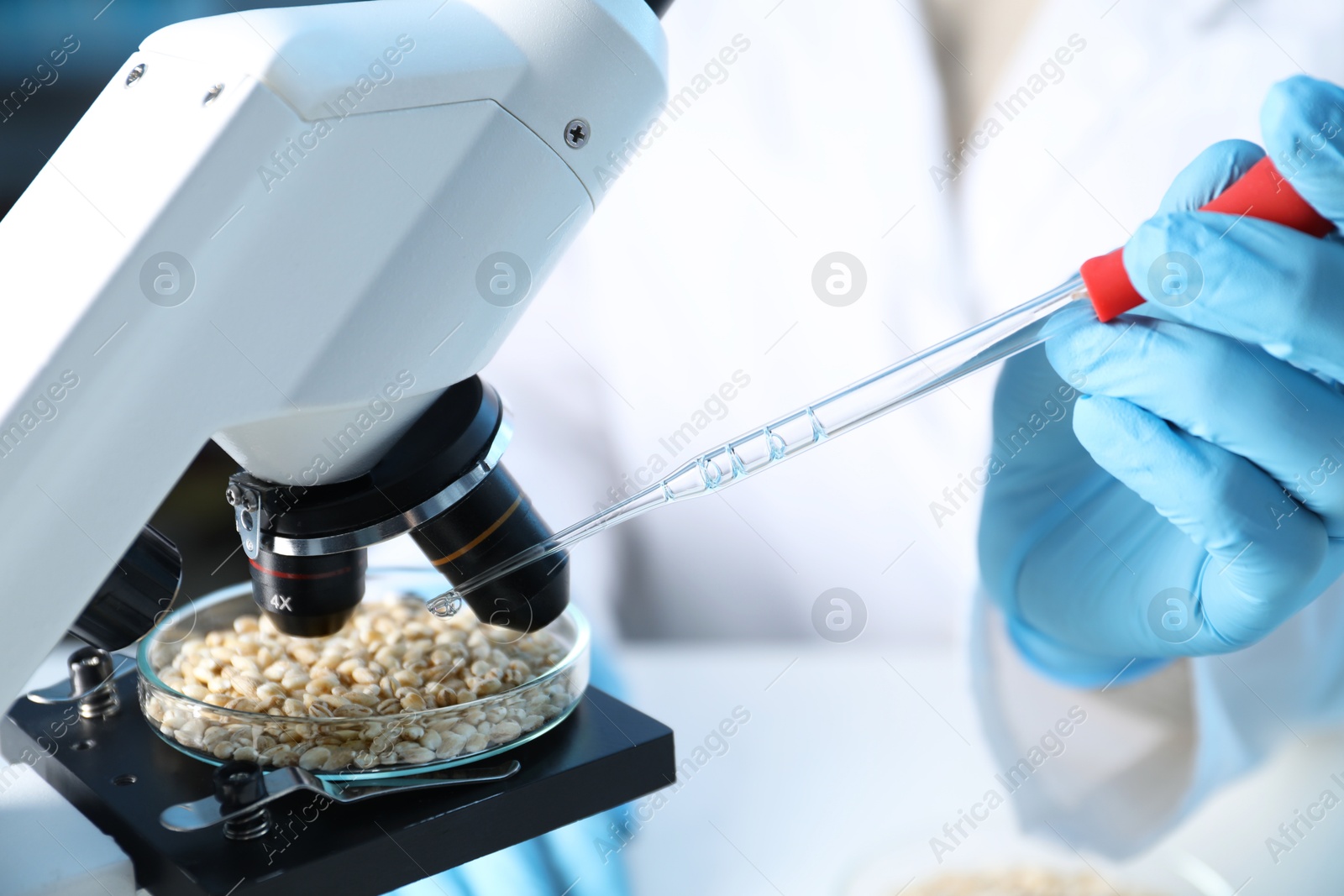 Photo of GMO concept. Scientist dripping something onto wheat grains under microscope in laboratory, closeup