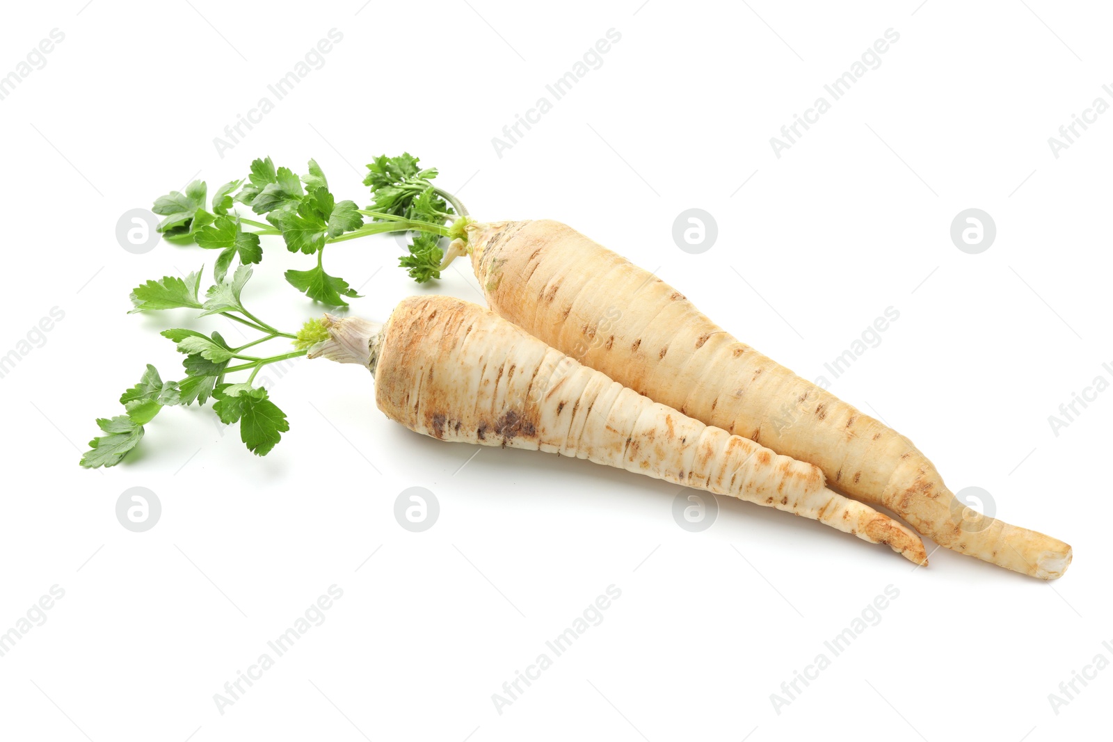 Photo of Two fresh parsley roots isolated on white