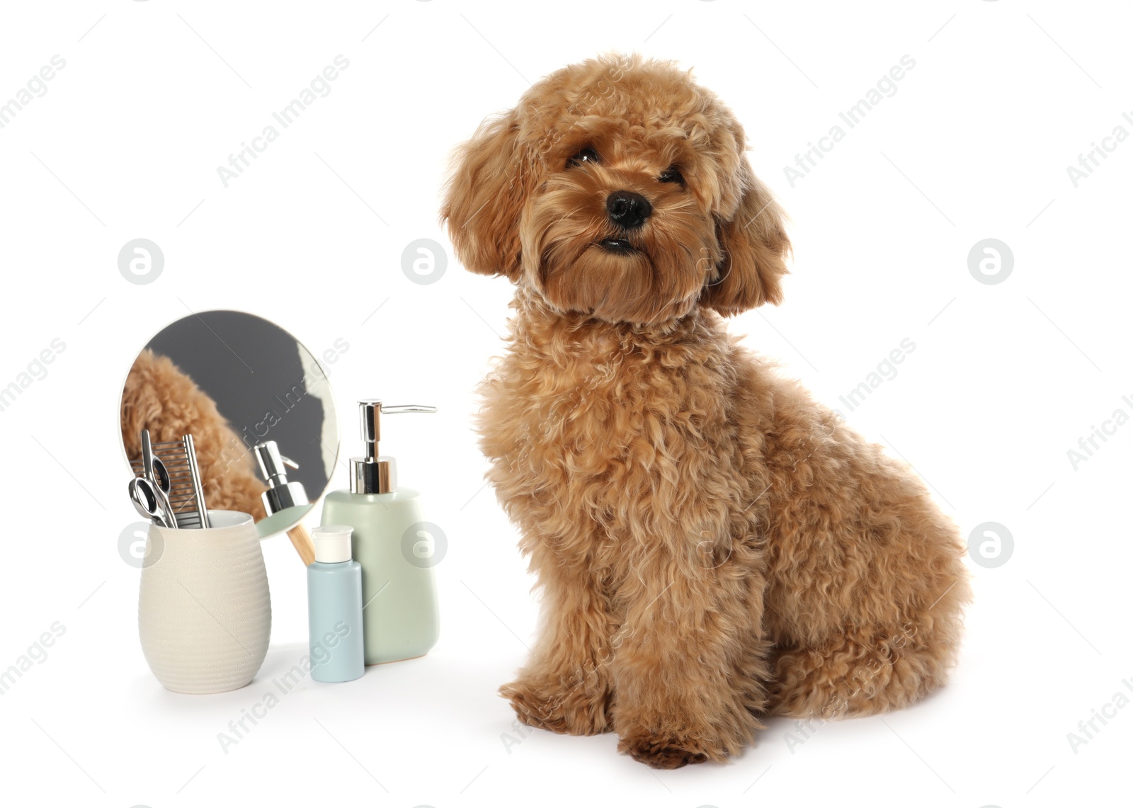 Photo of Cute fluffy dog, grooming tools and cosmetic products on white background