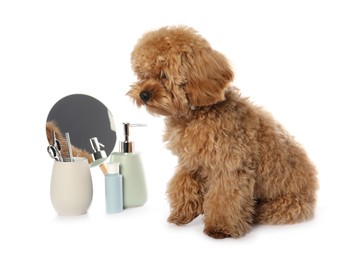 Photo of Cute fluffy dog, grooming tools and cosmetic products on white background