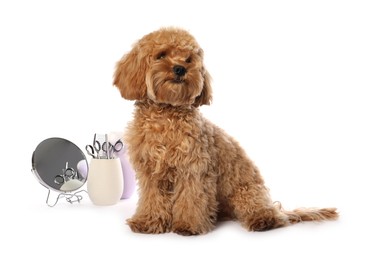 Photo of Cute fluffy dog, grooming tools and cosmetic product on white background