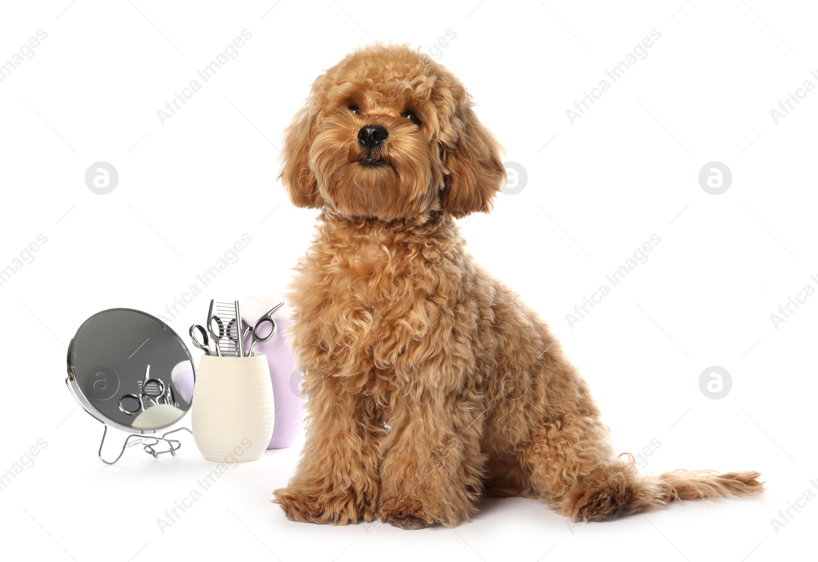 Photo of Cute fluffy dog, grooming tools and cosmetic product on white background