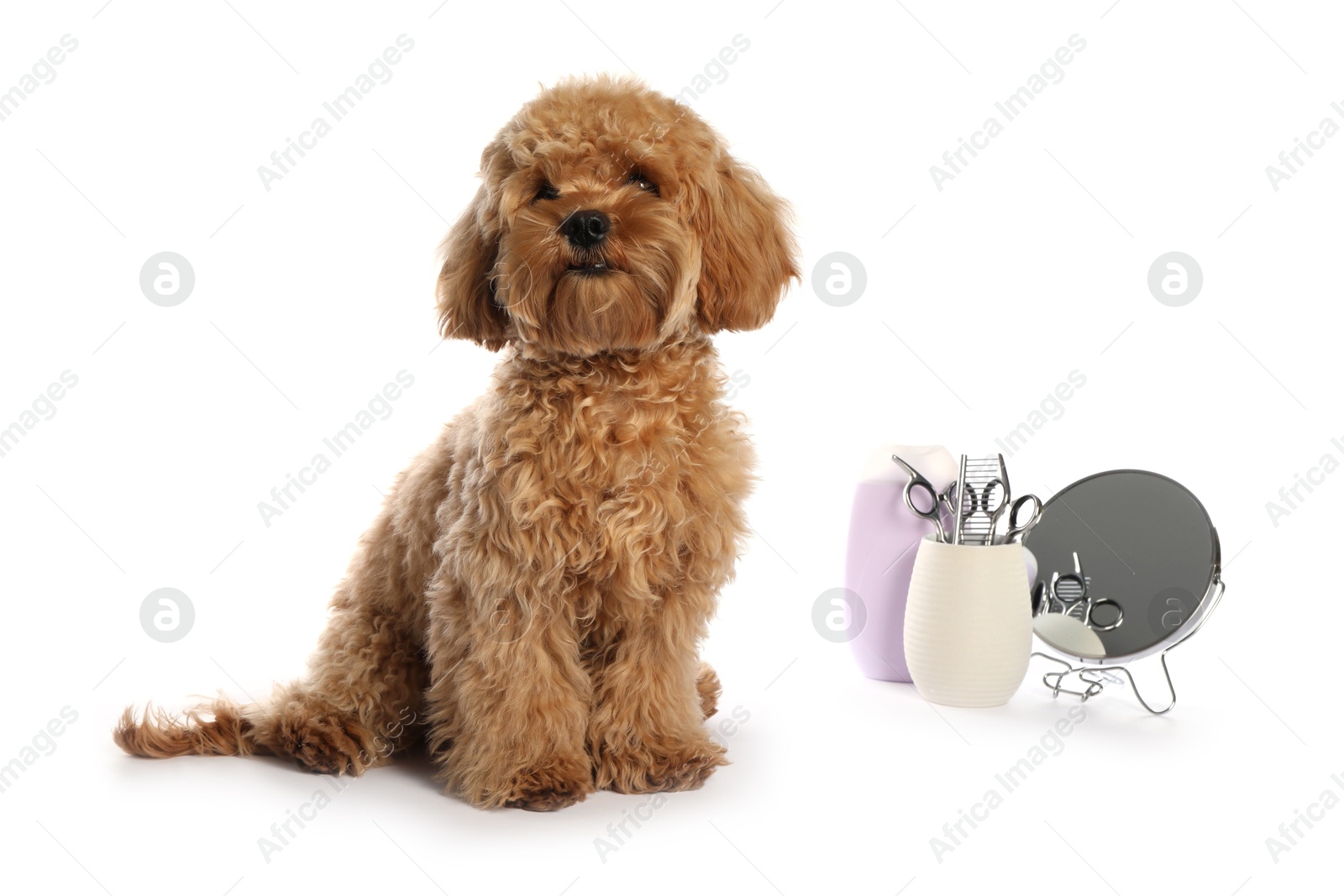 Photo of Cute fluffy dog, grooming tools and cosmetic product on white background