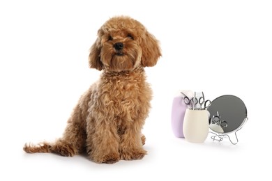 Photo of Cute fluffy dog, grooming tools and cosmetic product on white background