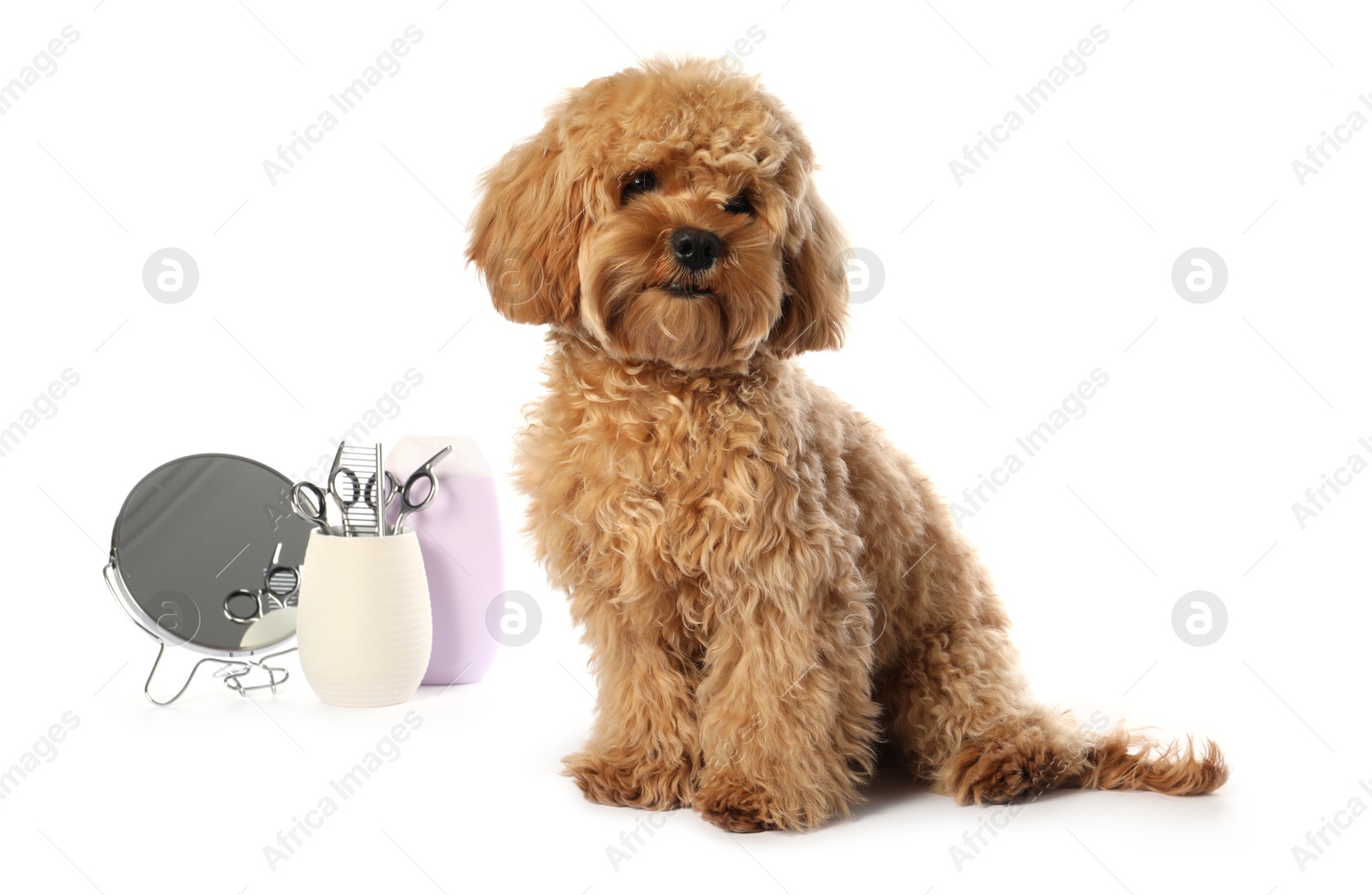 Photo of Cute fluffy dog, grooming tools and cosmetic product on white background