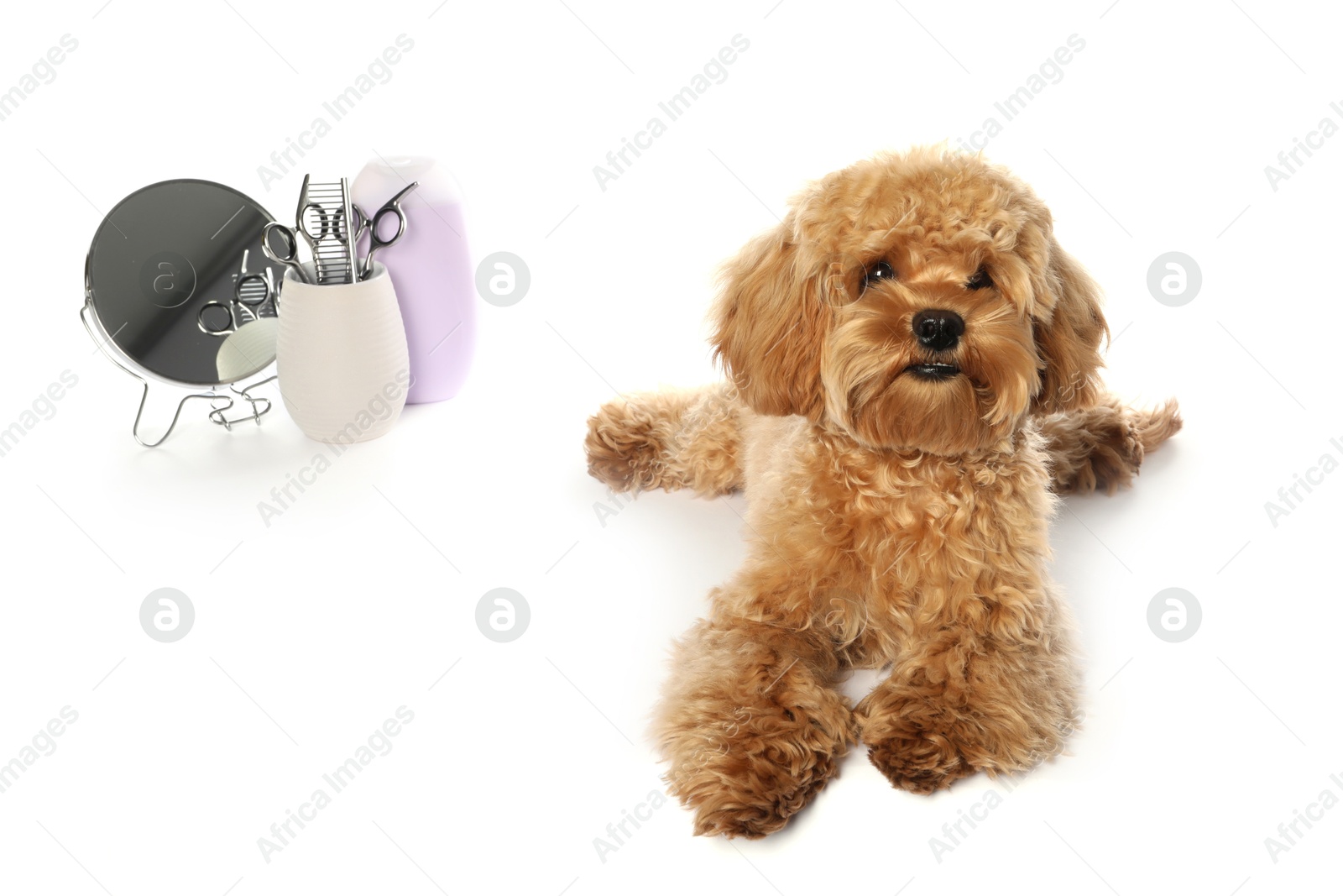 Photo of Cute fluffy dog, grooming tools and cosmetic product on white background