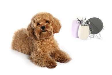 Photo of Cute fluffy dog, grooming tools and cosmetic product on white background