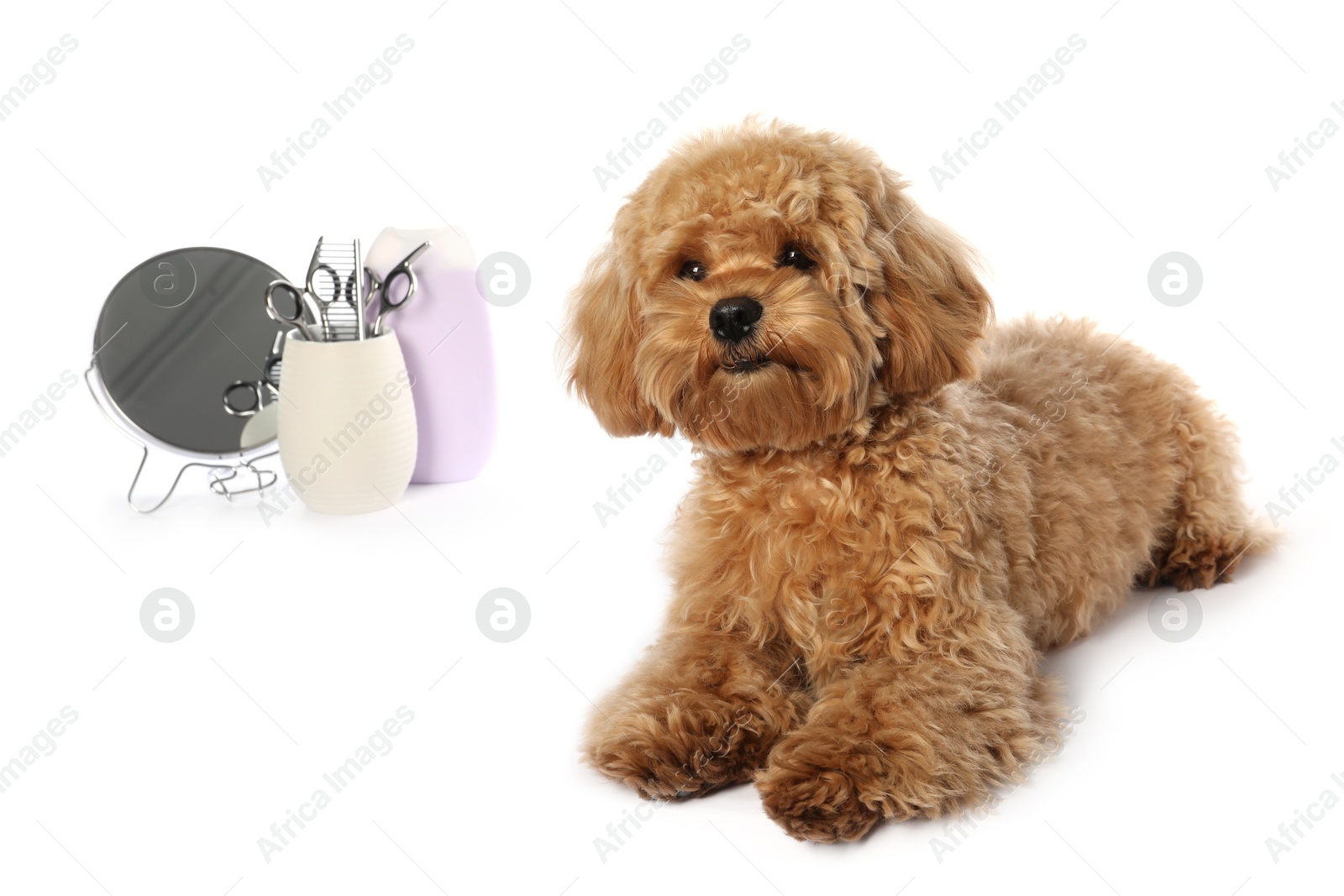 Photo of Cute fluffy dog, grooming tools and cosmetic product on white background