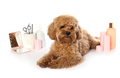 Photo of Cute fluffy dog, grooming tools and cosmetic products on white background