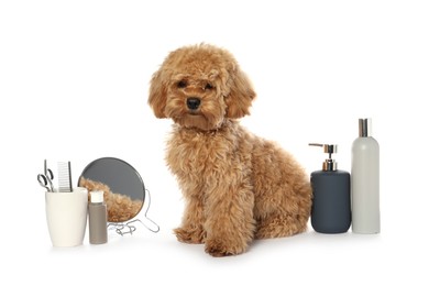 Photo of Cute fluffy dog, grooming tools and cosmetic products on white background