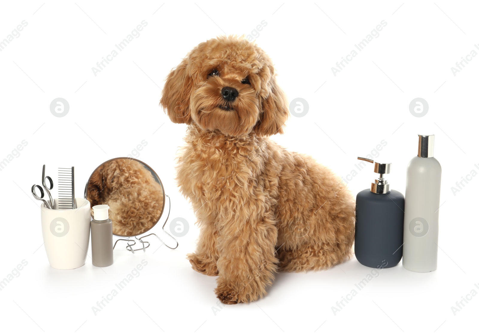 Photo of Cute fluffy dog, grooming tools and cosmetic products on white background