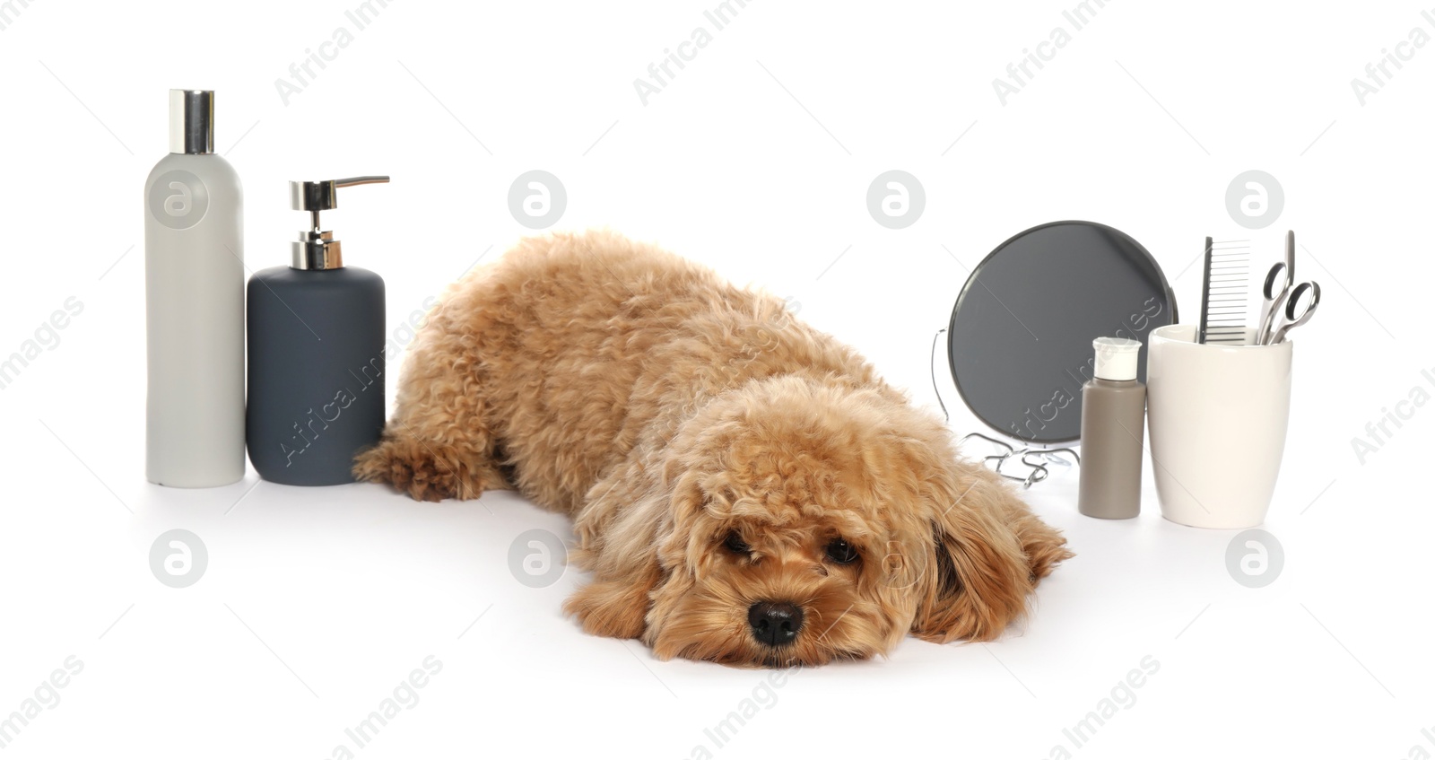 Photo of Cute fluffy dog, grooming tools and cosmetic products on white background