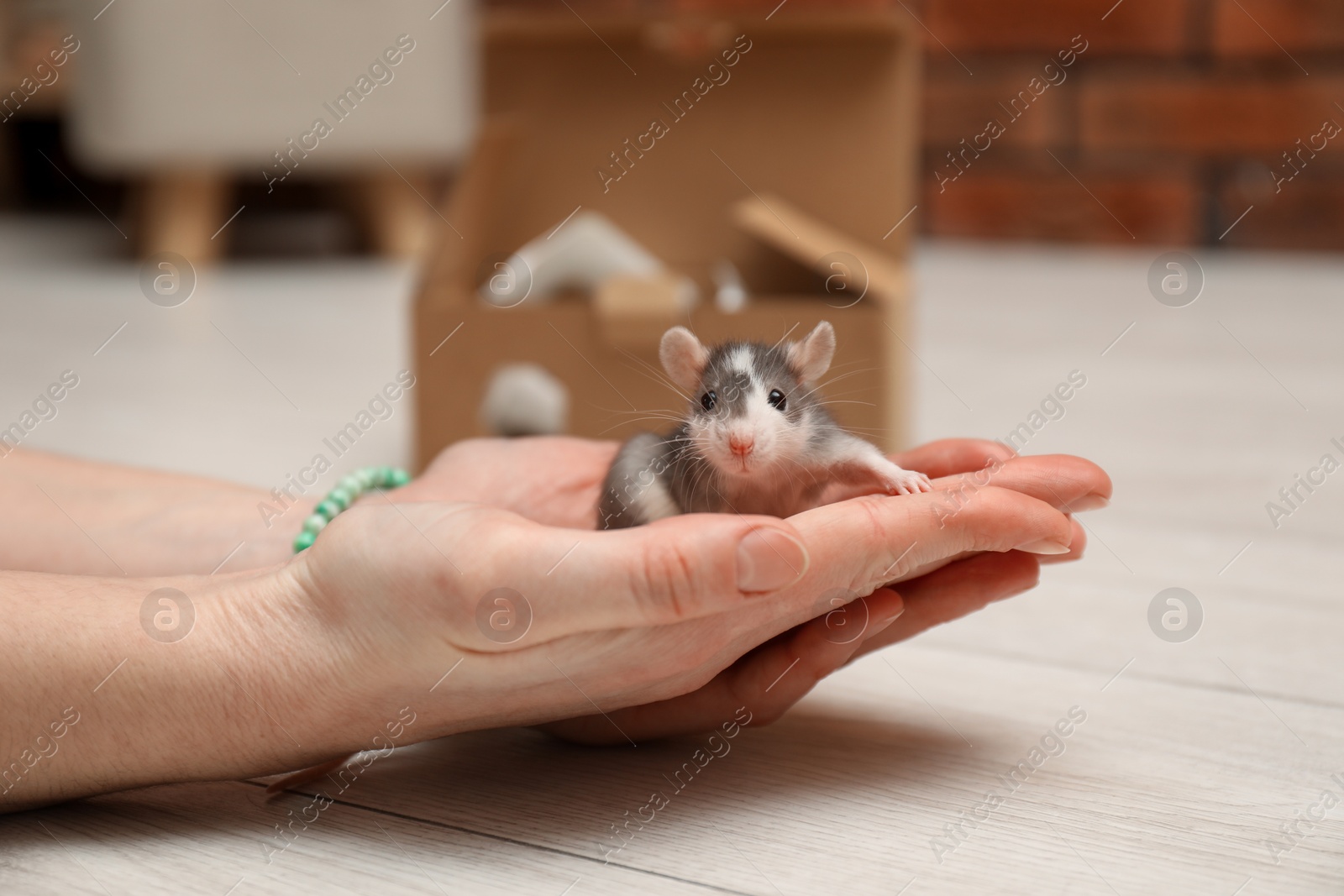 Photo of Woman with cute rat at home, closeup