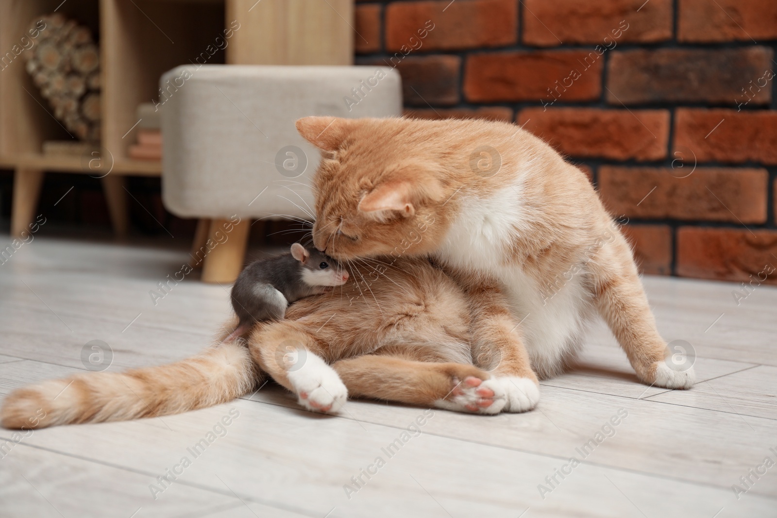 Photo of Adorable ginger cat and rat on floor at home