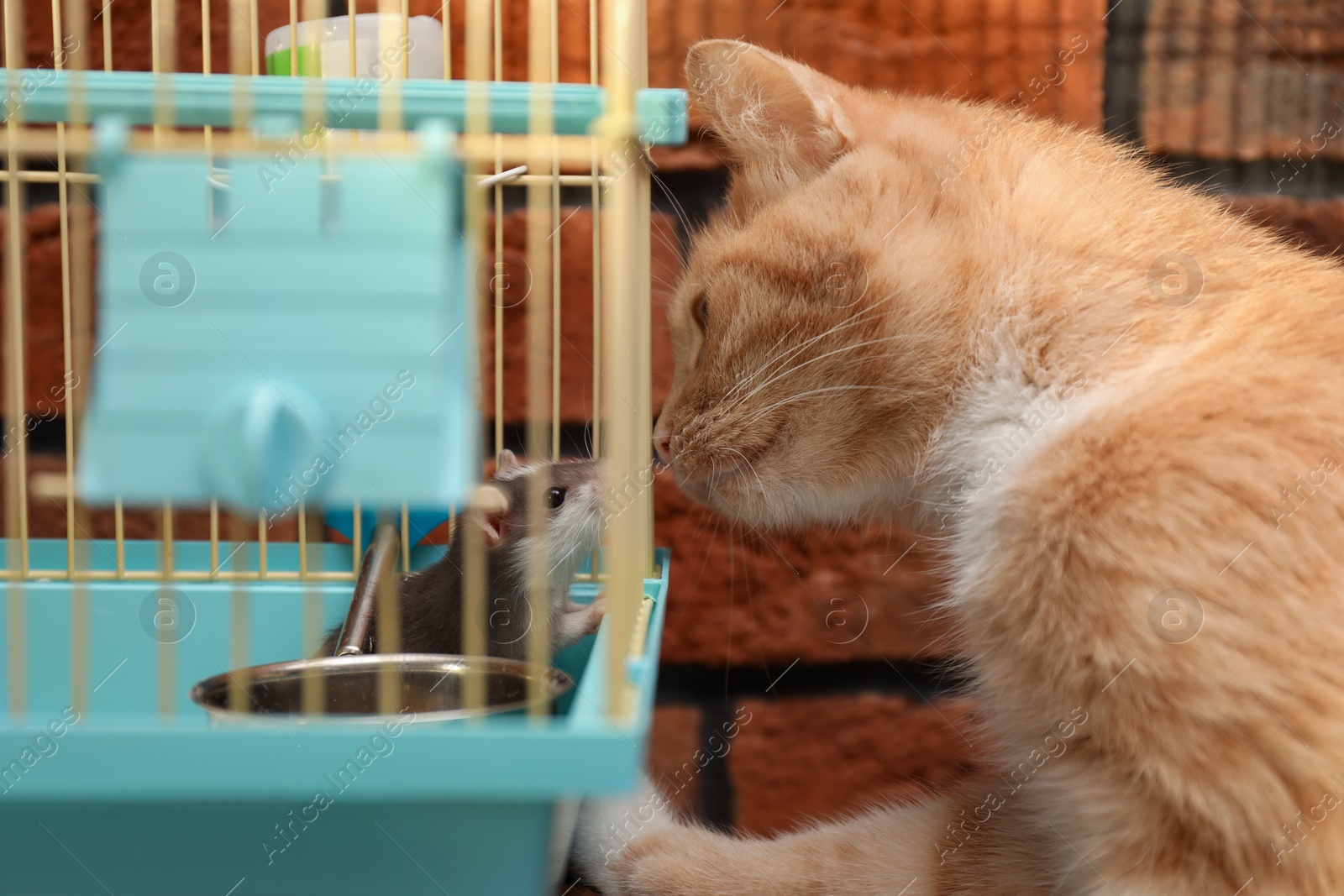 Photo of Adorable ginger cat sniffing rat at home, closeup