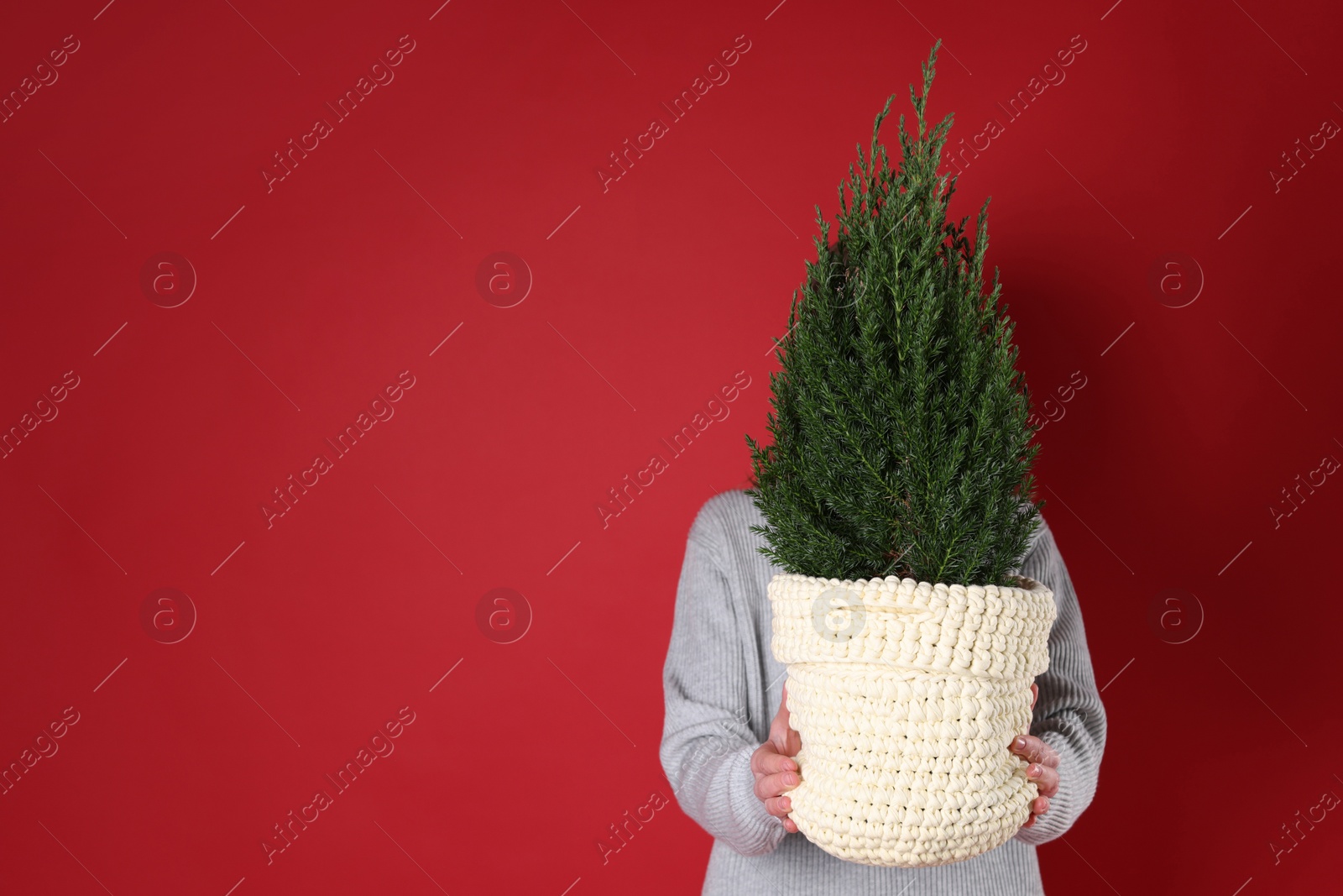 Photo of Woman with potted juniper tree on red background, space for text. Christmas decor