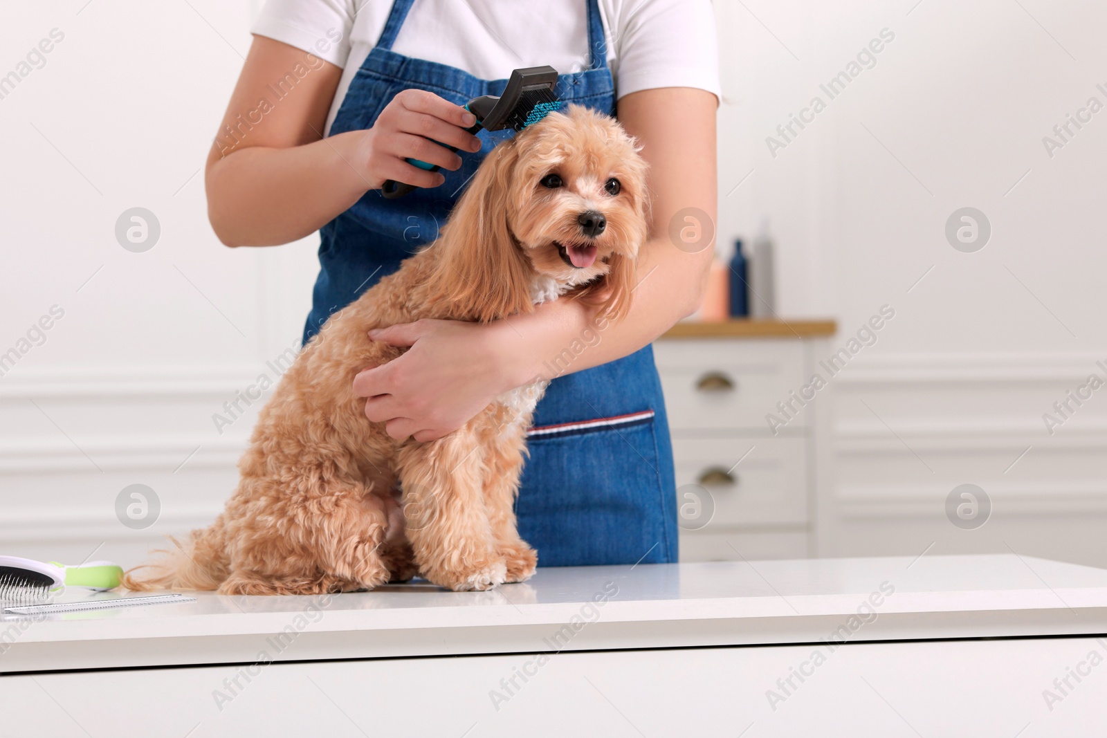 Photo of Woman brushing cute Maltipoo dog indoors, closeup