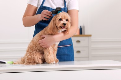 Photo of Woman brushing cute Maltipoo dog indoors, closeup