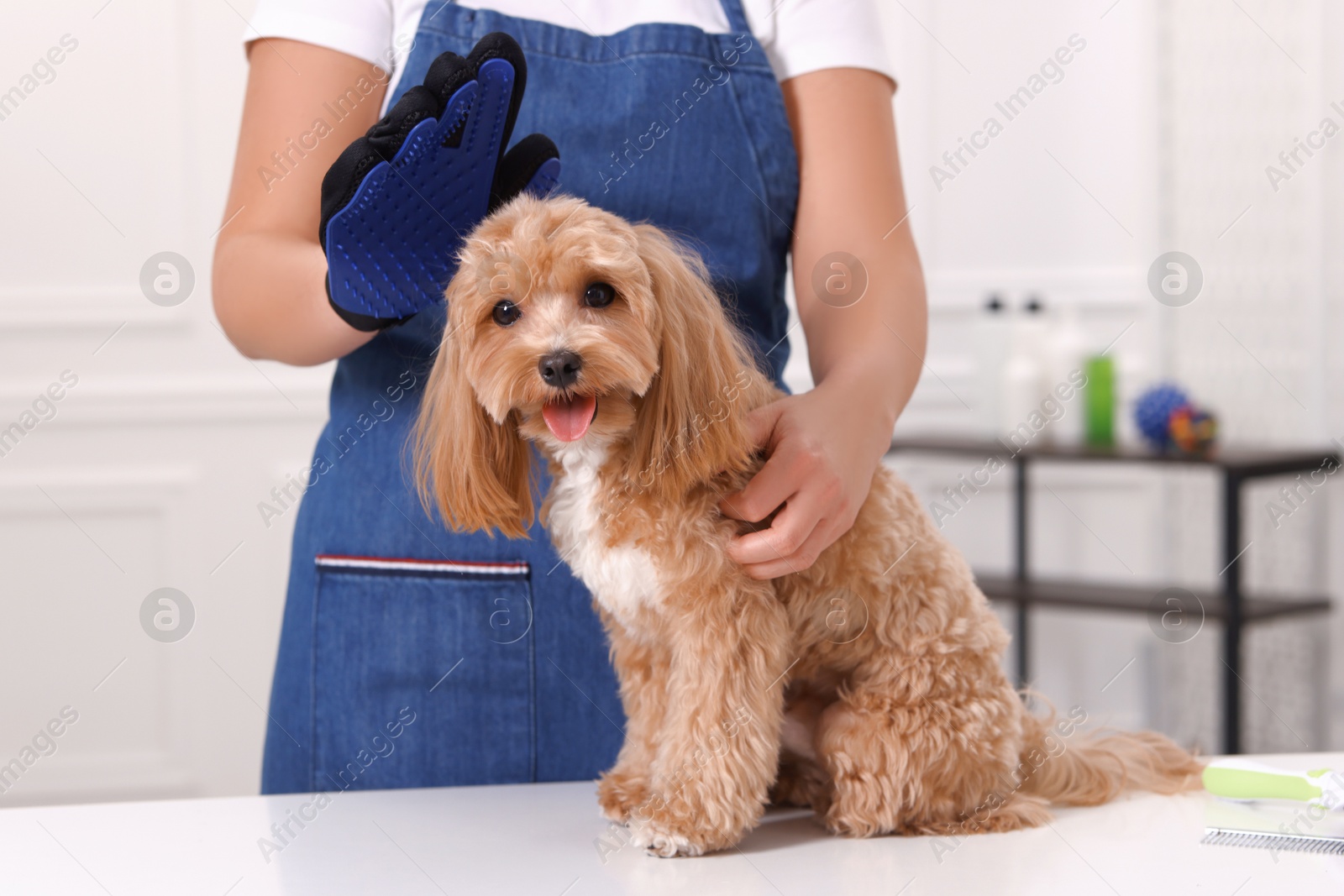 Photo of Woman brushing cute Maltipoo dog with grooming glove indoors, closeup