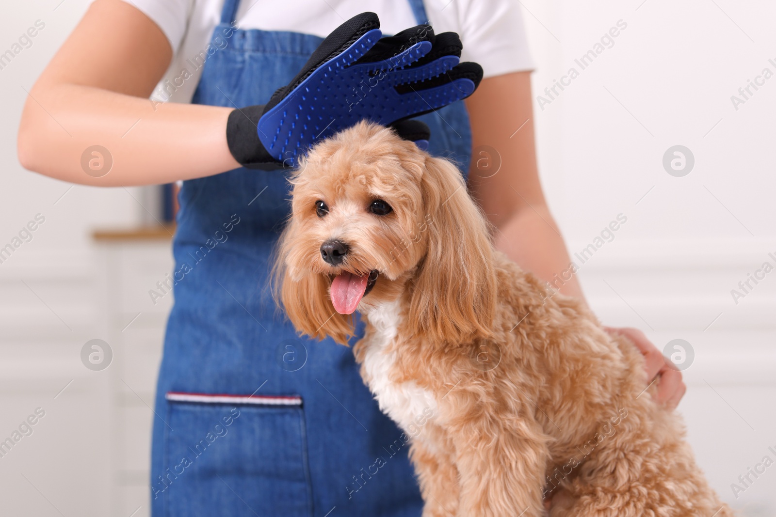 Photo of Woman brushing cute Maltipoo dog with grooming glove indoors, closeup