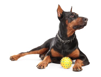 Photo of Adorable Doberman with toy on white background. Domestic pet
