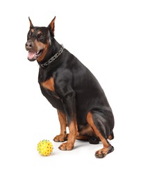 Photo of Adorable Doberman on white background. Domestic pet