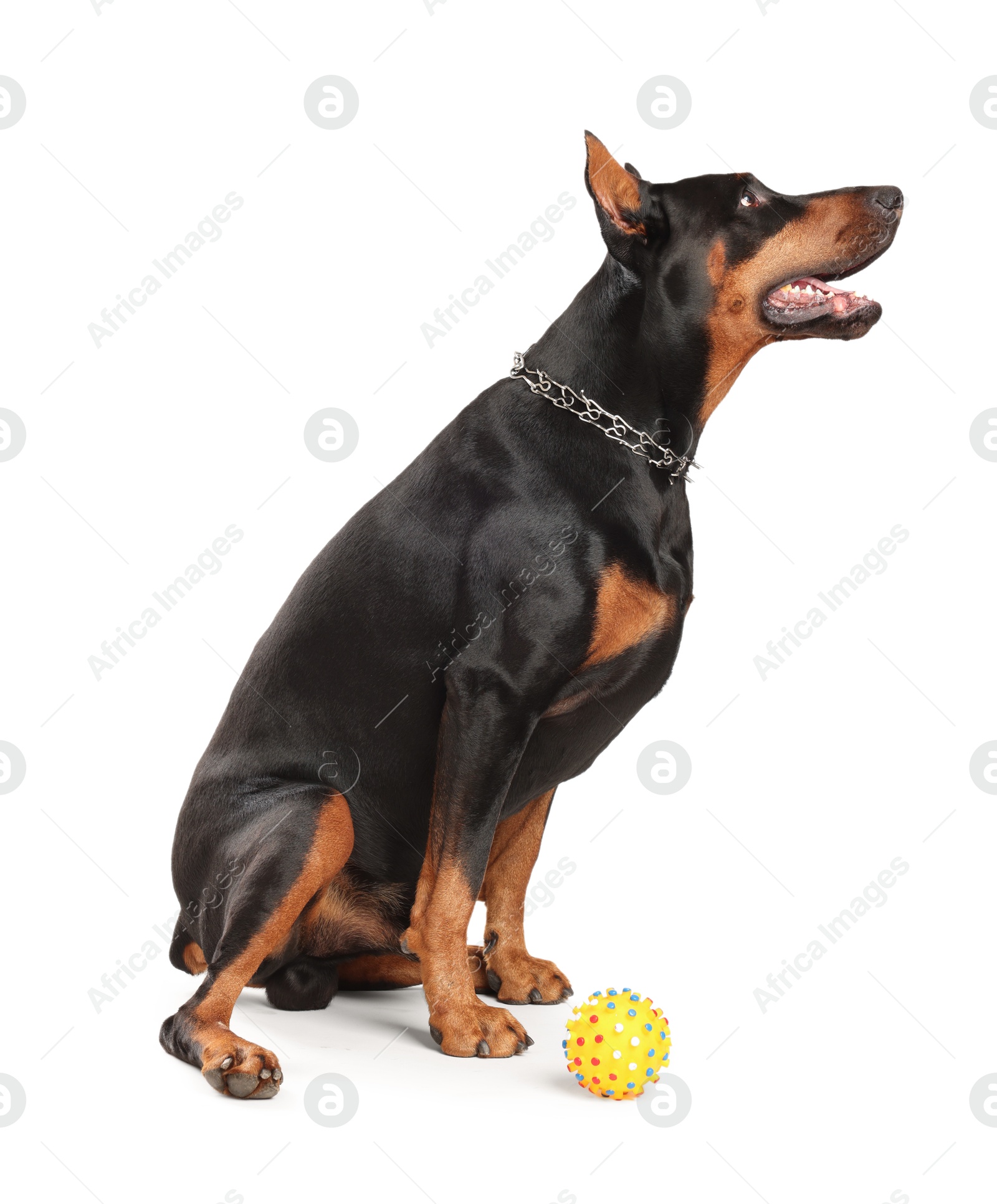 Adorable Doberman on white background. Domestic pet Photo of Adorable Doberman on white background. Domestic pet