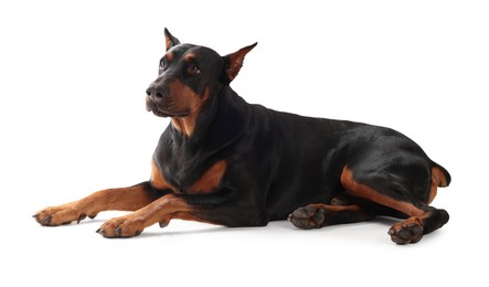 Photo of Adorable Doberman on white background. Domestic pet