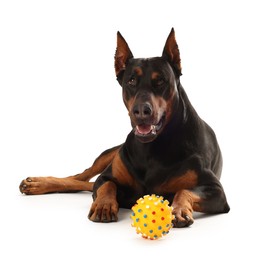Photo of Adorable Doberman with toy on white background. Domestic pet