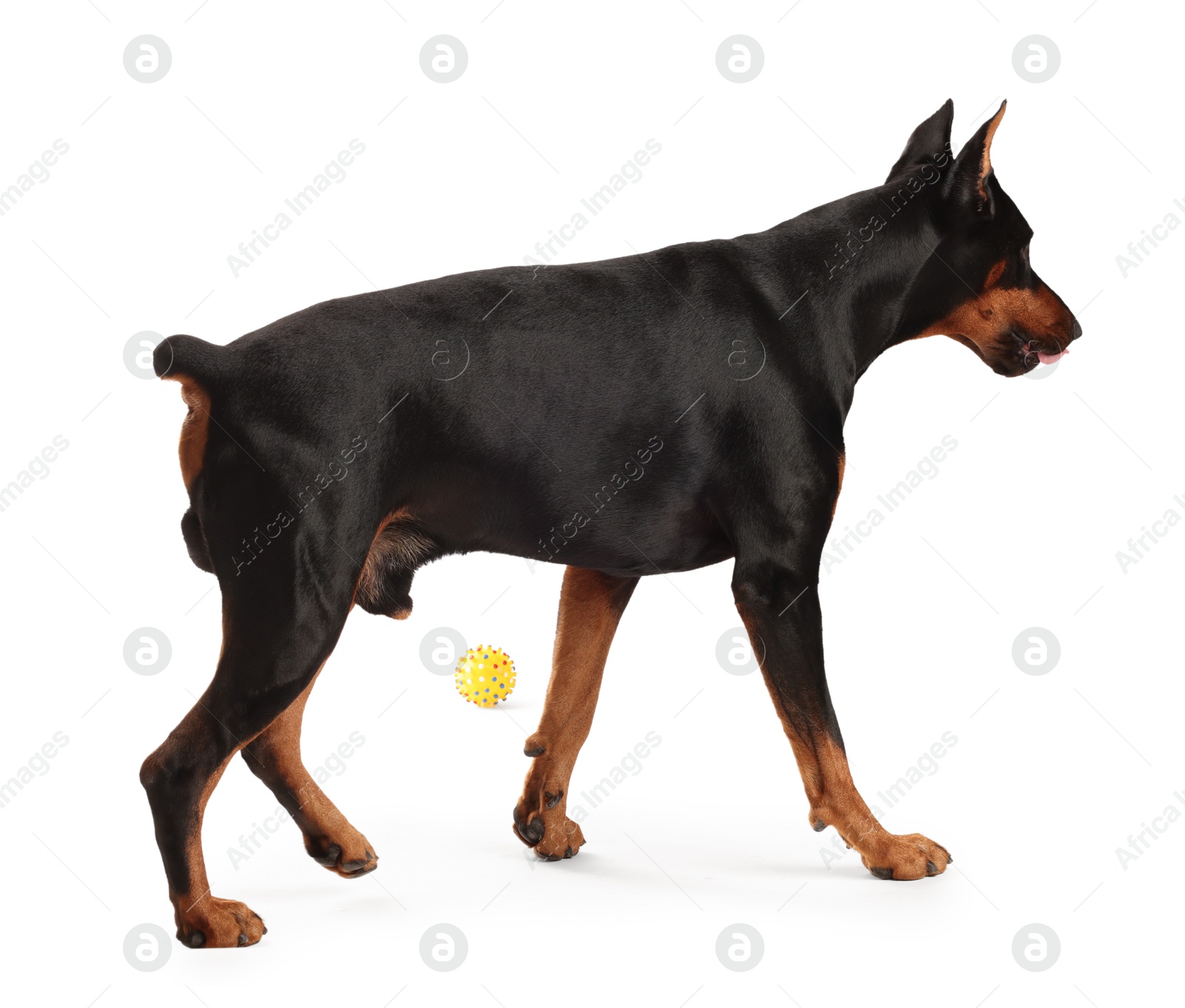 Adorable Doberman on white background. Domestic pet Photo of Adorable Doberman on white background. Domestic pet