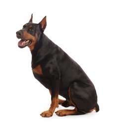 Photo of Adorable Doberman sitting on white background. Domestic pet