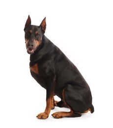 Photo of Adorable Doberman sitting on white background. Domestic pet