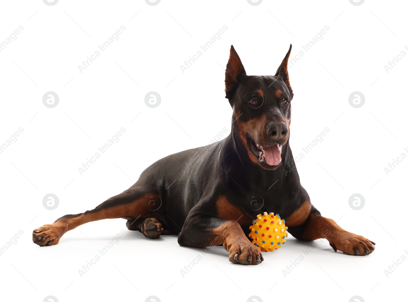 Adorable Doberman with toy on white background. Domestic pet Photo of Adorable Doberman with toy on white background. Domestic pet